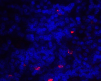 ICOSLG Antibody