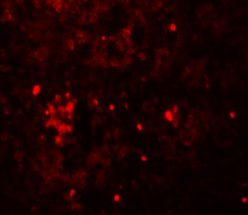 HVCN1 Antibody