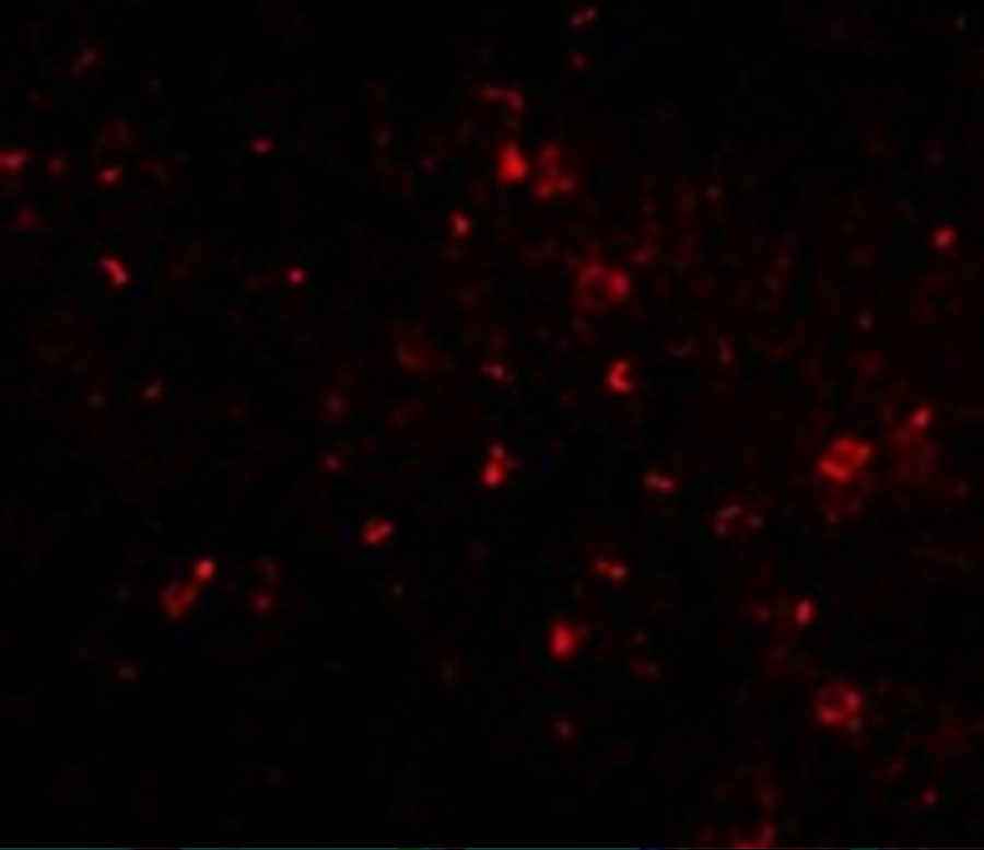 ORAI1 Antibody [3F6H5]