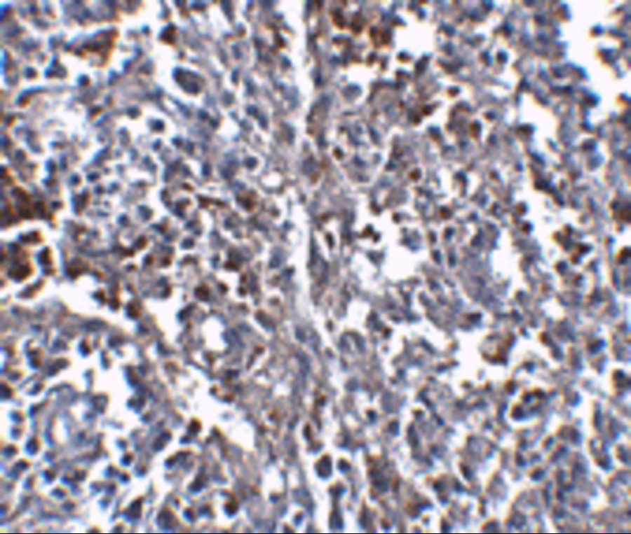 ORAI1 Antibody [3F6H5]