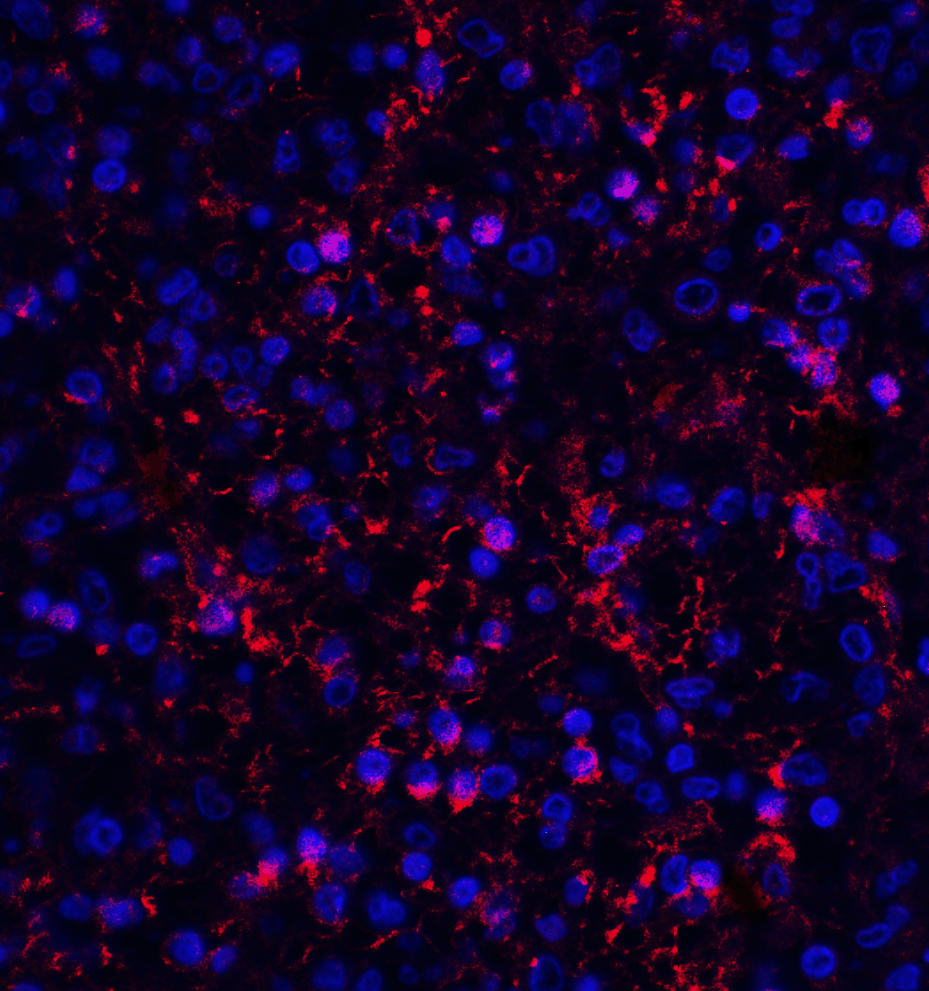 ORAI1 Antibody