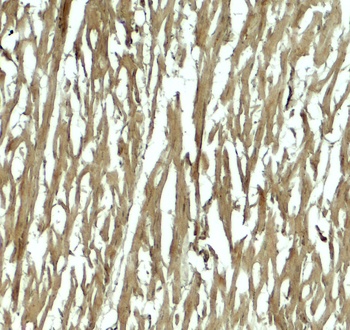 HOPX Antibody