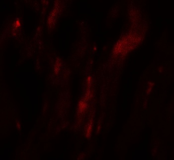 HOPX Antibody