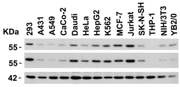 PAK2 Antibody