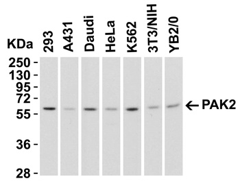 PAK2 Antibody