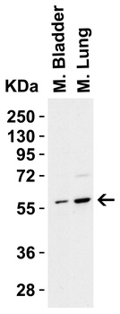 PAK2 Antibody