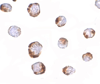 HINT1 Antibody
