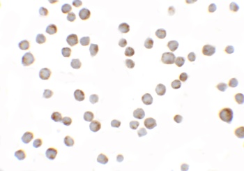 HIG1 Antibody