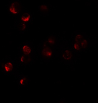 HIG1 Antibody