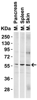 PAK2 Antibody