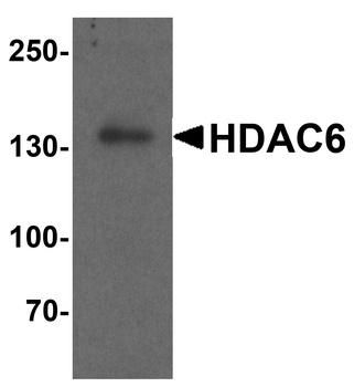 HDAC6 Antibody