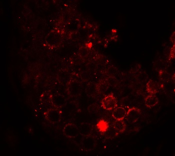 HDAC6 Antibody
