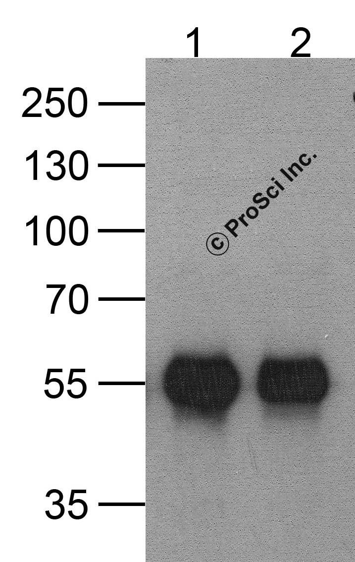 HAT-tag Antibody [9A2F8]
