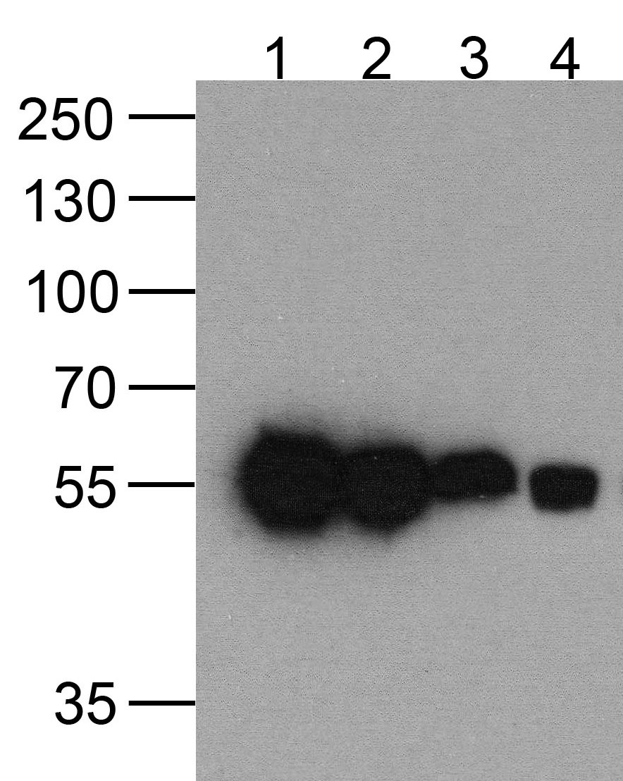 HAT-tag Antibody [4A6F3]