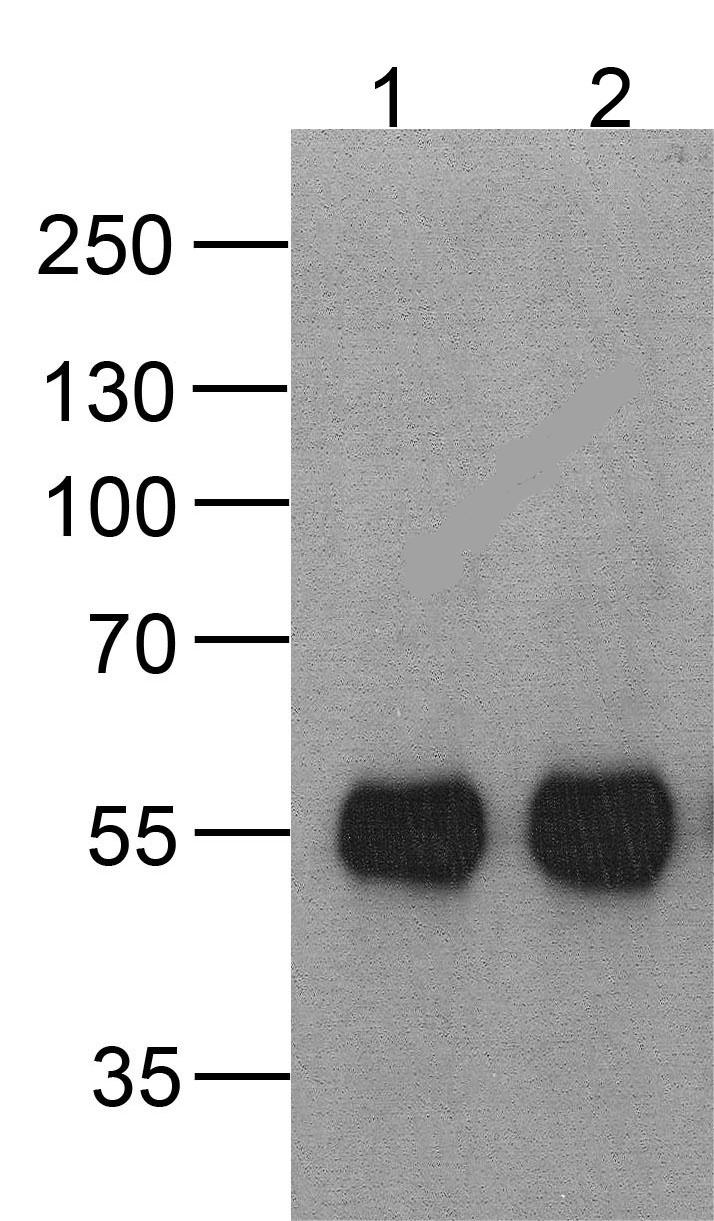 HAT-tag Antibody [4A6F3]