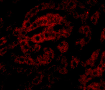 HAAO Antibody