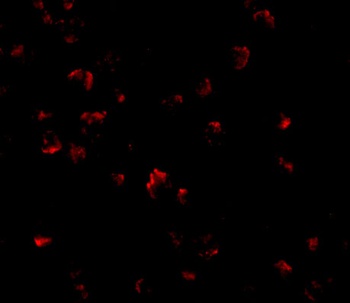 GRTP1 Antibody