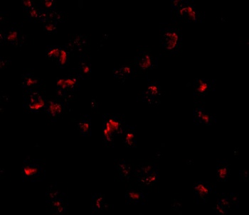 GRTP1 Antibody