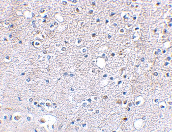 Grik5 Antibody