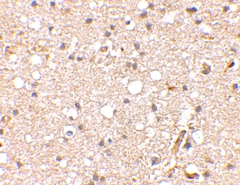 Grik1 Antibody
