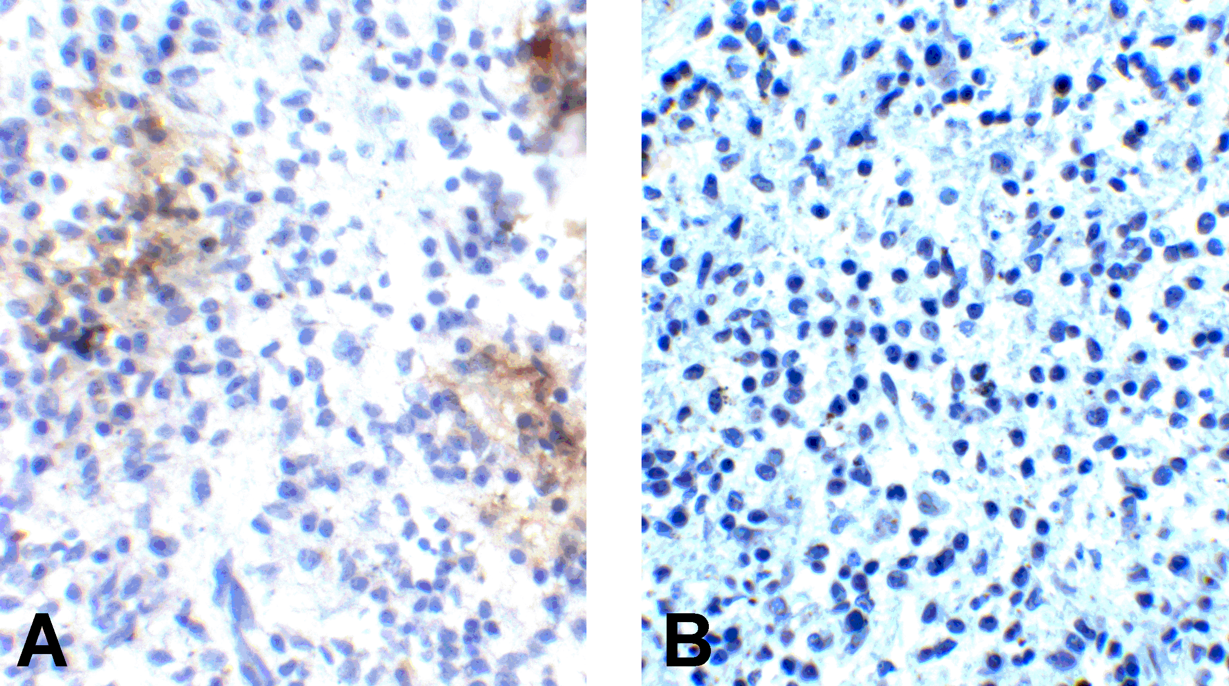 PD1 Antibody [10B3]