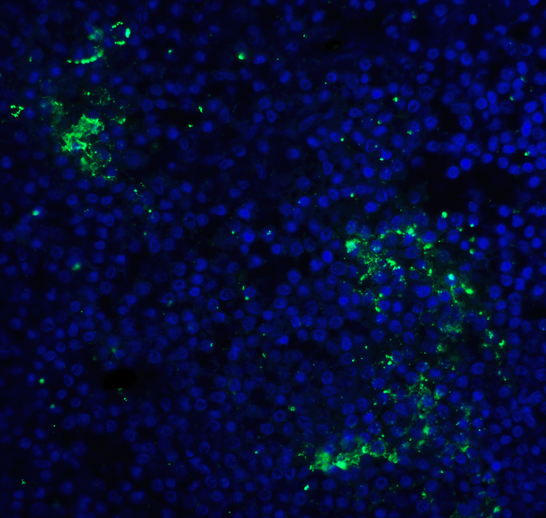 PD1 Antibody [10B3]