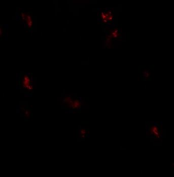 GPRASP1 Antibody