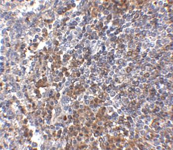 GPR3 Antibody