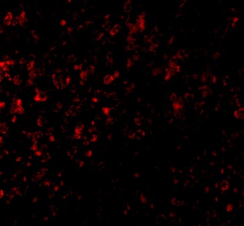 GPR3 Antibody