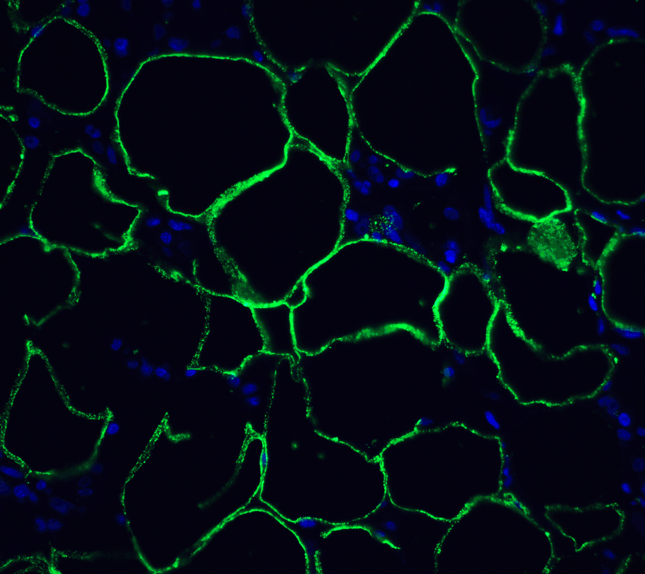 PD1 Antibody [4C7]