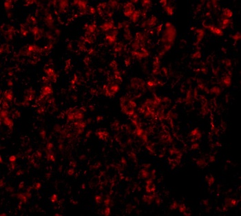 GOLPH3 Antibody