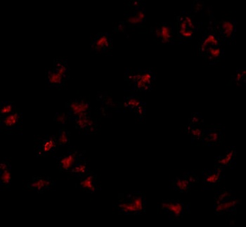 GNPDA1 Antibody