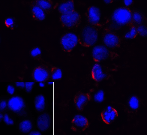 PDCD1 Antibody