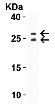 GITRL Antibody
