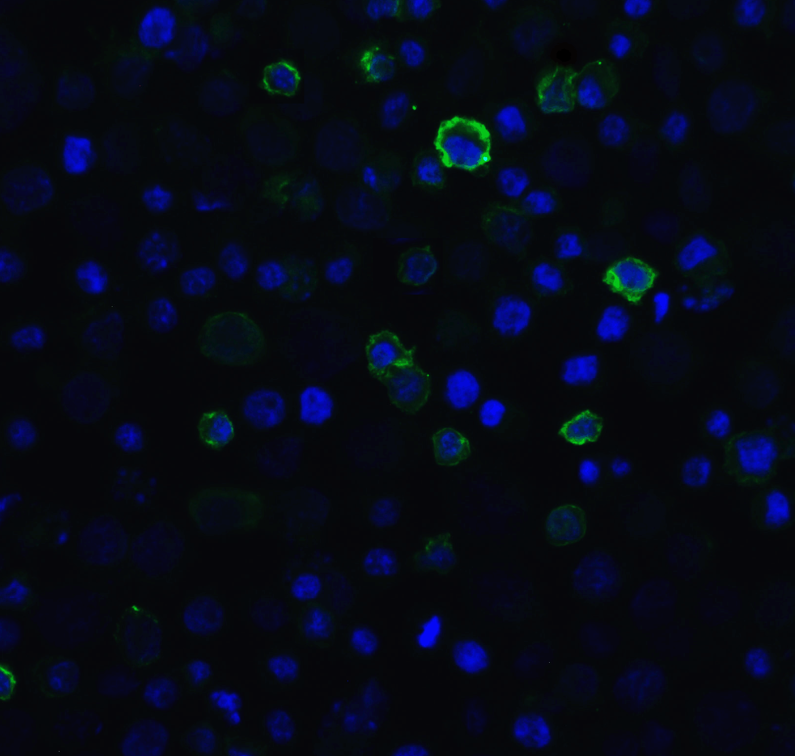 PDCD1 Antibody