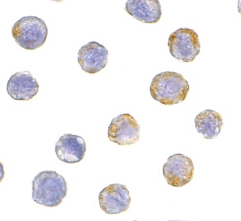 GFR alpha 2 Antibody