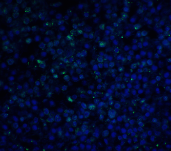 Pdcd1 Antibody