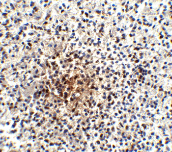 Pdcd1 Antibody