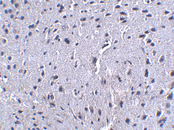 Pdcd1 Antibody