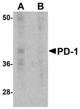 Pdcd1 Antibody