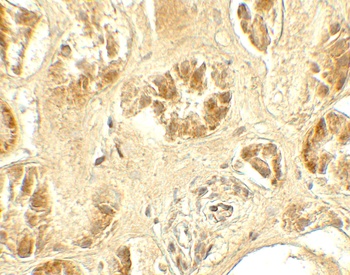 GDPD5 Antibody