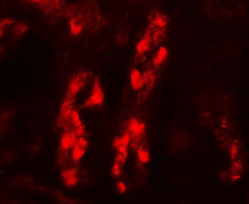 GDPD5 Antibody