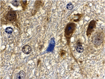 MLST8 Antibody