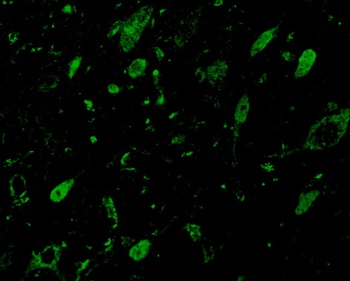 MLST8 Antibody