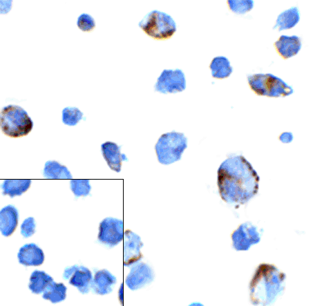 PD1 Antibody [7H6]