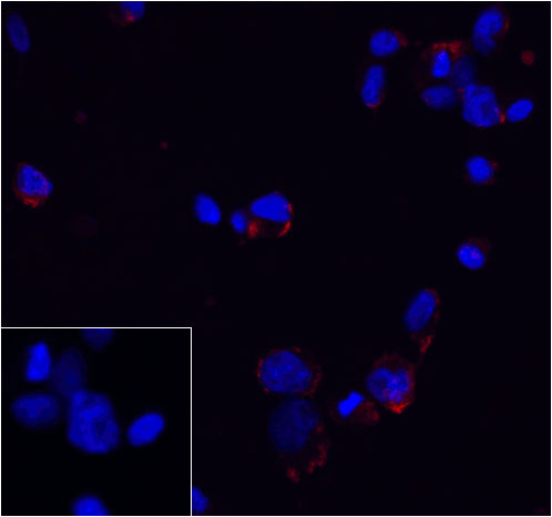 PD1 Antibody [7H6]