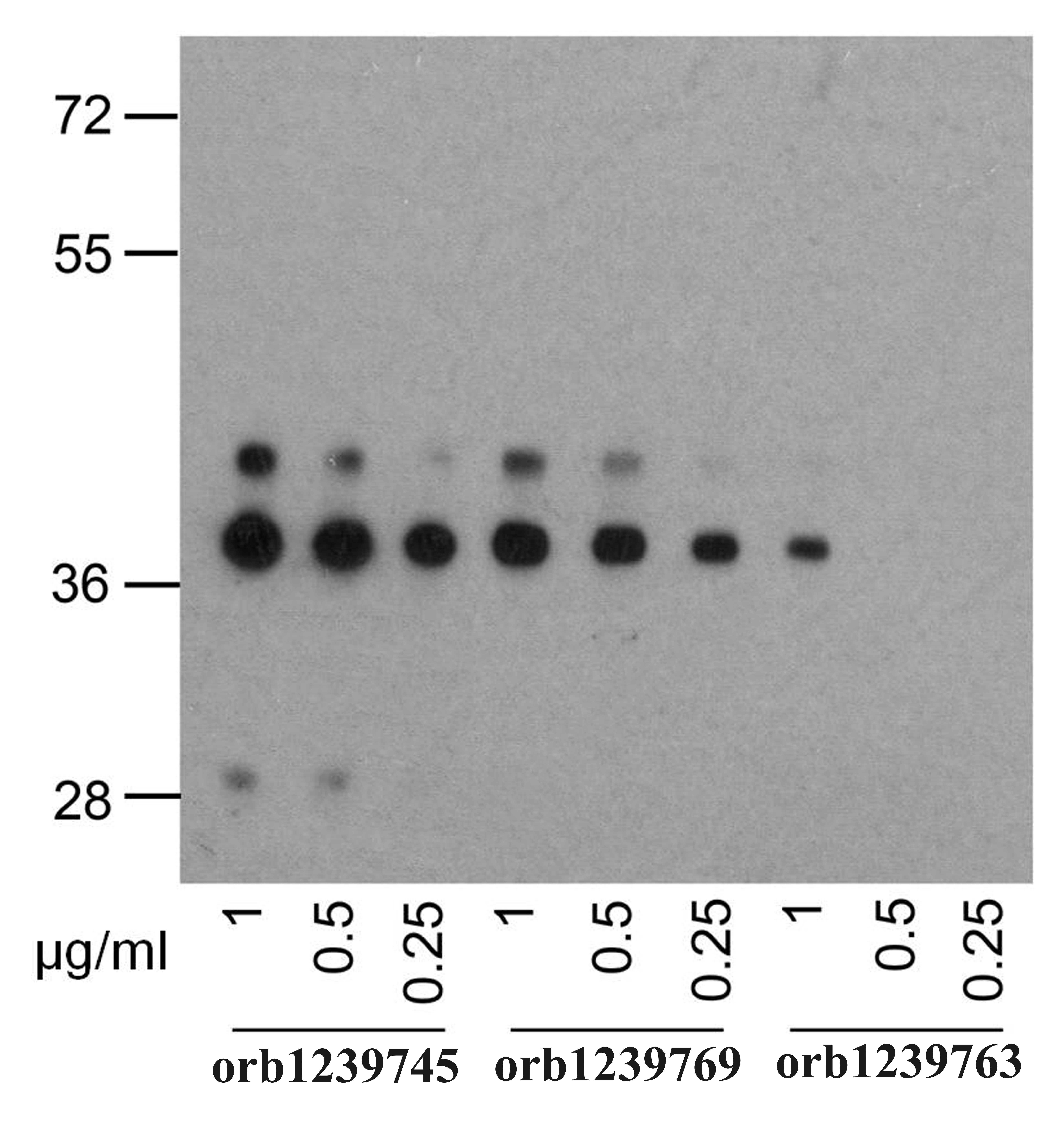 PD1 Antibody [7H6]