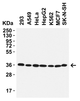 GAPDH Antibody