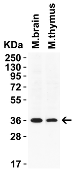 GAPDH Antibody