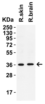 GAPDH Antibody
